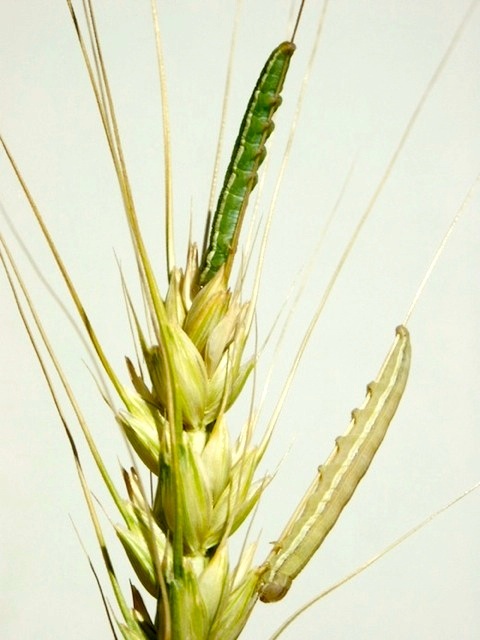 Wheat head armyworm