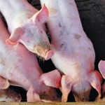 group of pigs