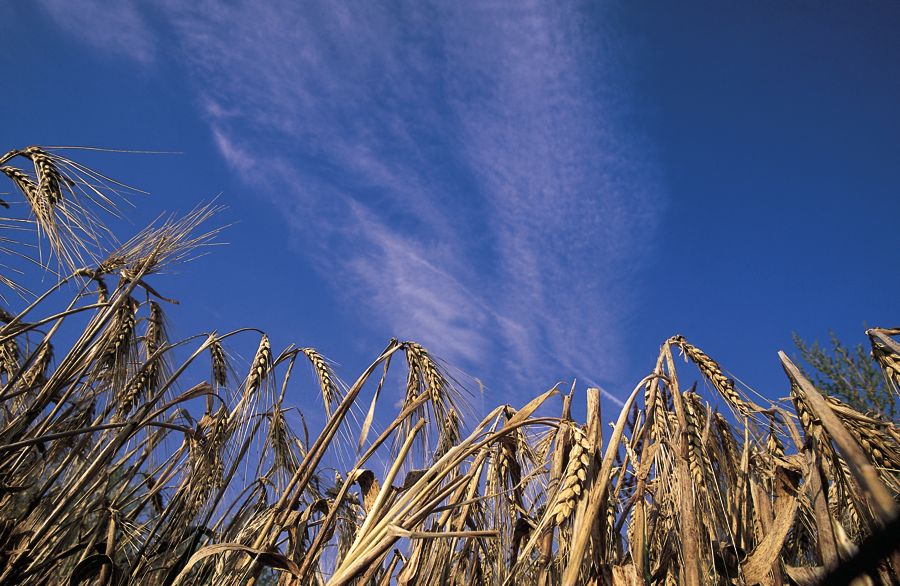 New Alberta Barley directors sought