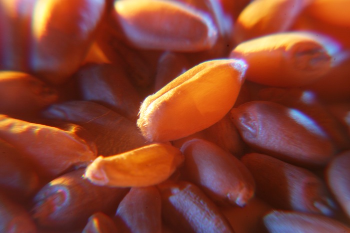 Red Winter wheat