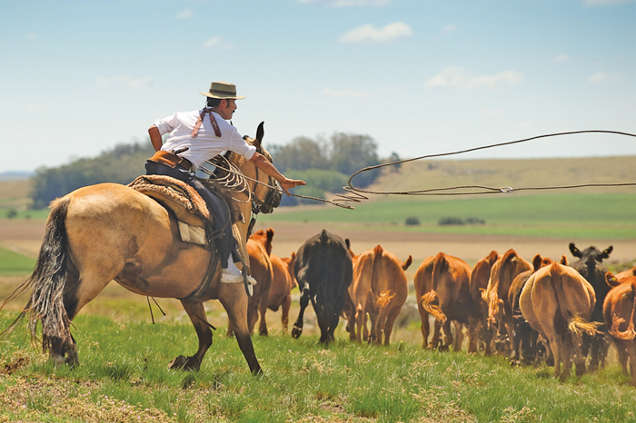 The Grey Wooded Forage Association tour includes Buenos Aires and the southern part of Argentina.