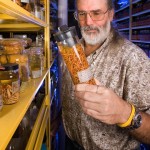 Roundworm specimens from raccoons in the U.S. National Parasite Collection.