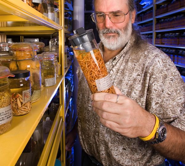 Roundworm specimens from raccoons in the U.S. National Parasite Collection.