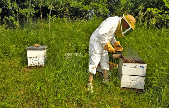 beekeeper