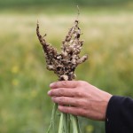 By the time clubbing starts to appear on canola roots, it may already be too late to control the deadly disease.  Photos: Jennifer Blair