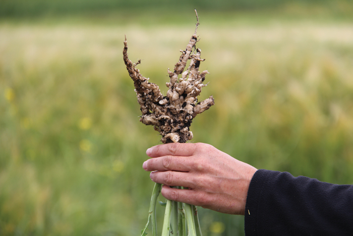 By the time clubbing starts to appear on canola roots, it may already be too late to control the deadly disease.  Photos: Jennifer Blair