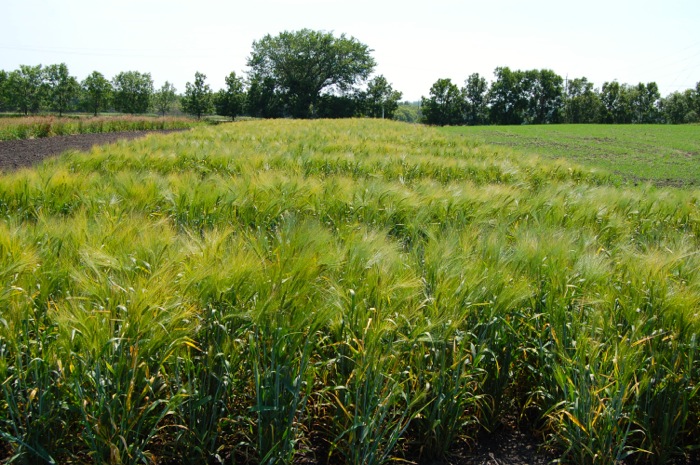 Doing a better job of turning grass into grain — and saying so