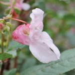 Cutting Himalayan balsam can easily end up boosting seed production. Photo: Nicole Kimmel