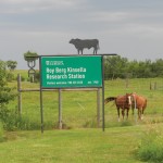 The famed Kinsella “research ranch” was the home of groundbreaking cattle research conducted by Roy Berg.