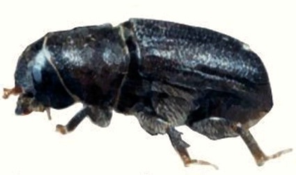 Funding to replace trees killed by mountain pine beetles