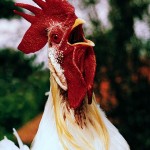 rooster crowing