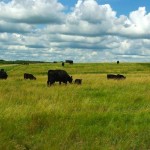 Vermilion ranch honoured