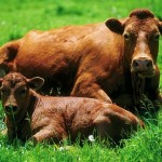 cow and calf