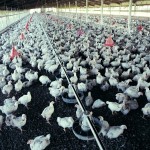 You lookin’ at me? Today’s broilers can channel their inner Robert DeNiro — they’re bruisers compared to their 1950s’ era cousins.