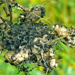 clubroot in canola