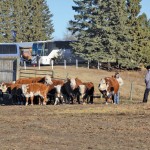 Getting to visit Alberta ranches is one of the draws for the Inbound Buyer Program.