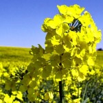 A healthy, flowering rapeseed plant.