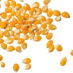 grains of corn