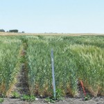 crop research plots
