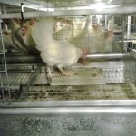 Scratch pads allow chickens to engage in natural behaviour.