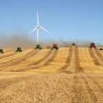 combines in a row harvesting a field