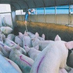 pigs in a trailer