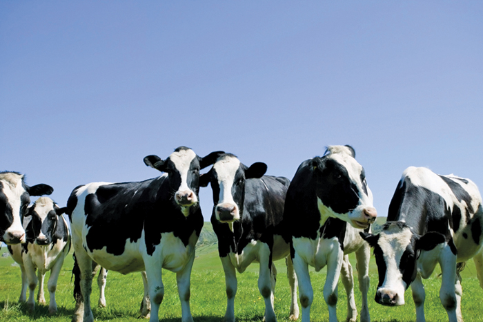 holstein dairy cattle