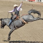 bucking horse at the Calgary Stampede