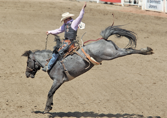 bucking horse at the Calgary Stampede