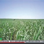 The life of wheat captured by Jay Schultz at 30-minute intervals. Shown above, the crop on July 5, 2014.
