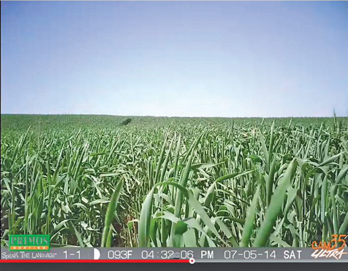 The life of wheat captured by Jay Schultz at 30-minute intervals. Shown above, the crop on July 5, 2014.