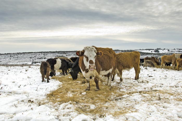 AARD tool can be used to assess winter feeding sites