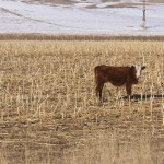Cattle grazing corn in winter can reduce or even eliminate the need for supplemental feed.