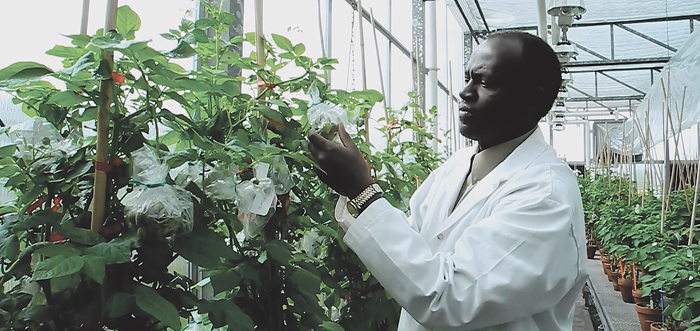 man tending to a potato plant