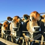 Jersey cattle.