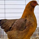 Penny the Partridge Chantecler — the only purebred breed of chicken created in Canada — took home the lofty title of Champion Large Fowl at the recent Canadian National Poultry Show in Red Deer.