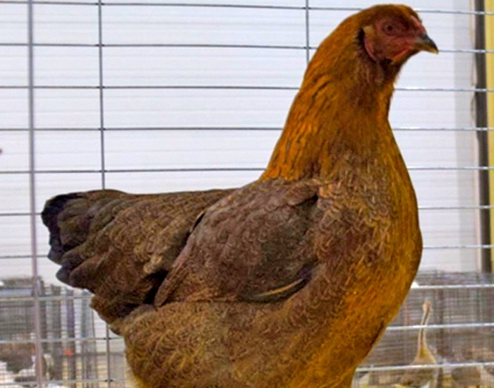 a purebreed Chantecler chicken