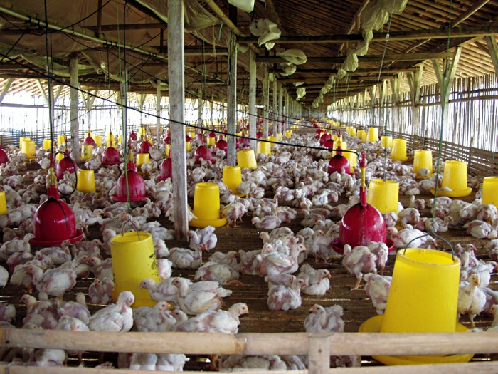 chickens in a barn