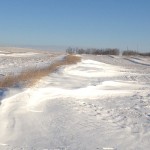 Since late- and second-cut alfalfa is too short to catch snow, Esther producer Curtis Hoffmann leaves strips of tall stubble to do the job.