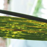 South sees overwintering stripe rust