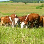 cattle grazing on a pasture