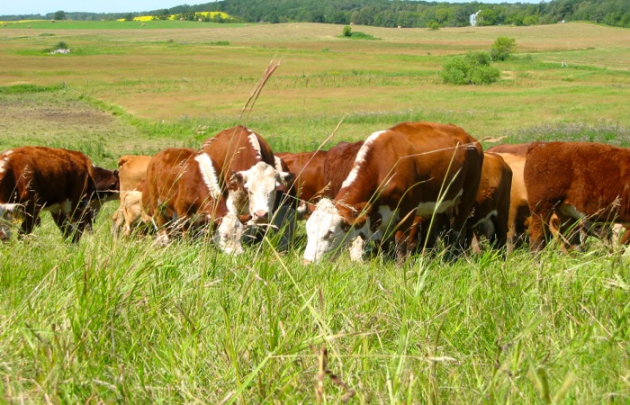 cattle grazing on a pasture
