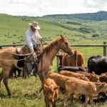 Working on horseback is a mainstay at Bar S Ranch, this year’s winner of Alberta Beef Producers’
environmental stewardship award.