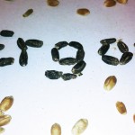 Ergot looks like blackened wheat seeds, and can easily contaminate feeds, causing lactation issues, lameness, and weight loss.