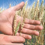 Sixteen per cent of samples submitted to 20/20 Seed Labs this crop year are testing positive for fusarium.