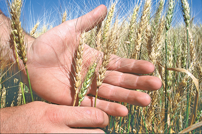 fusarium in wheat