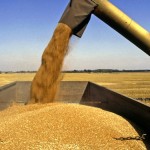 combine discharging grain