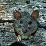 Rat peeking out of hole in a tree