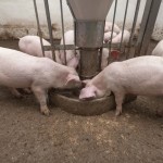 Fear of shortage sent hog prices sky high in 2014 and led to “a phenomenal year” for Canadian producers unaffected by PEDv,
said market analyst Kevin Grier.