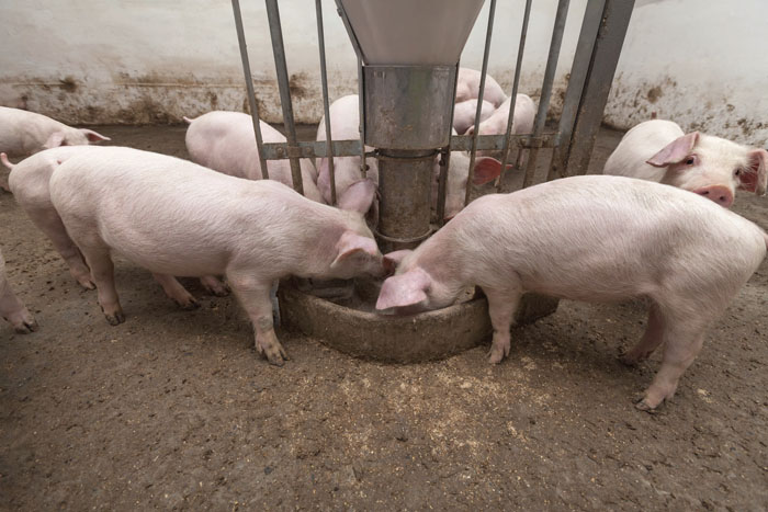 pigs eating at a feeder